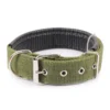 basic green nylon dog collar