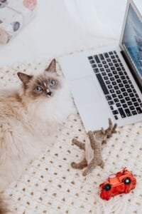 White and Brown Cat Lying Beside a Laptop and Toys