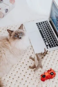 White and Brown Cat Lying Beside a Laptop and Toys