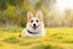 corgi laying in a meadow