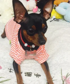 HTB12bnwMSzqK1RjSZPcq6zTepXaY