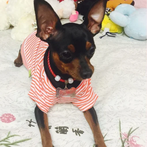 Striped Summer Dog & Cat T-Shirt – Soft Cotton Pet Shirt for Small Breeds (XS–XL) for Small Dogs Cotton Puppy Vest Chihuahua Shih Tzu Yorkshire Shirts Cat Outfit Pets Dogs Clothing - Image 9