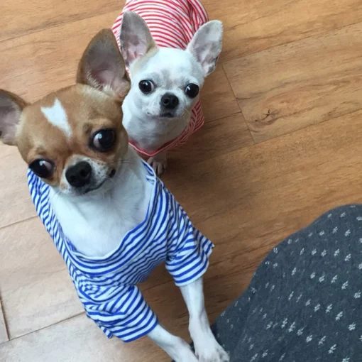Striped Summer Dog & Cat T-Shirt – Soft Cotton Pet Shirt for Small Breeds (XS–XL) for Small Dogs Cotton Puppy Vest Chihuahua Shih Tzu Yorkshire Shirts Cat Outfit Pets Dogs Clothing - Image 10