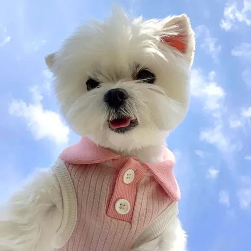Summer Dog T-shirt Breathable Thin Lapel Dog Vest for Small Medium Dogs Cats Casual Pet Clothes Chihuahua Bichon Teddy Costume - Image 3