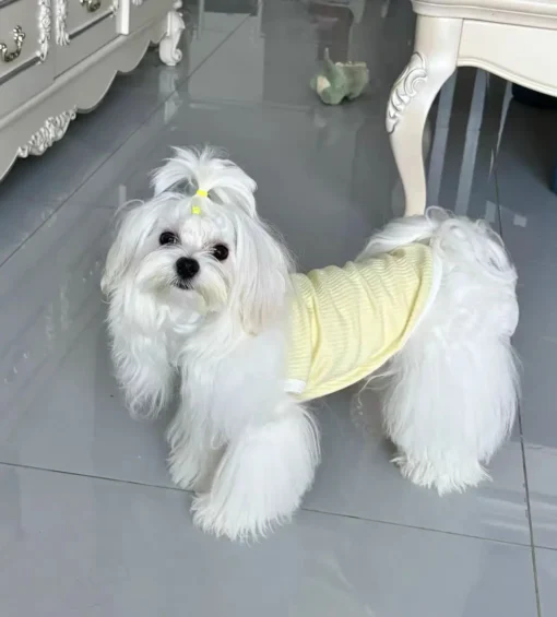 Summer Dog T-shirt Breathable Thin Lapel Dog Vest for Small Medium Dogs Cats Casual Pet Clothes Chihuahua Bichon Teddy Costume - Image 28