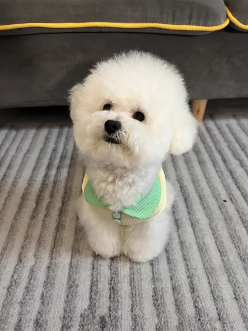 Summer Dog T-shirt Breathable Thin Lapel Dog Vest for Small Medium Dogs Cats Casual Pet Clothes Chihuahua Bichon Teddy Costume - Image 31