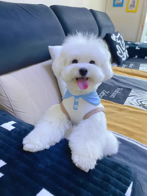 Summer Dog T-shirt Breathable Thin Lapel Dog Vest for Small Medium Dogs Cats Casual Pet Clothes Chihuahua Bichon Teddy Costume - Image 22