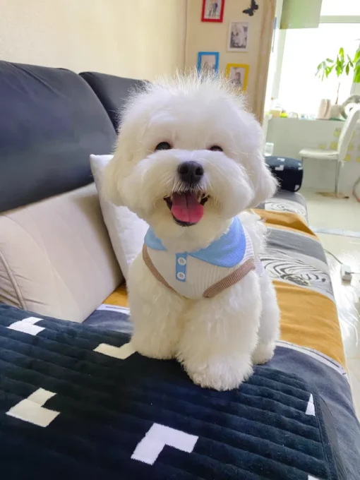 Summer Dog T-shirt Breathable Thin Lapel Dog Vest for Small Medium Dogs Cats Casual Pet Clothes Chihuahua Bichon Teddy Costume - Image 24