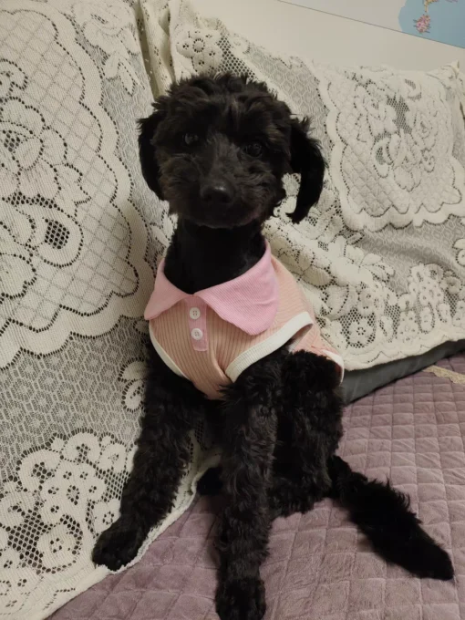 Summer Dog T-shirt Breathable Thin Lapel Dog Vest for Small Medium Dogs Cats Casual Pet Clothes Chihuahua Bichon Teddy Costume - Image 37