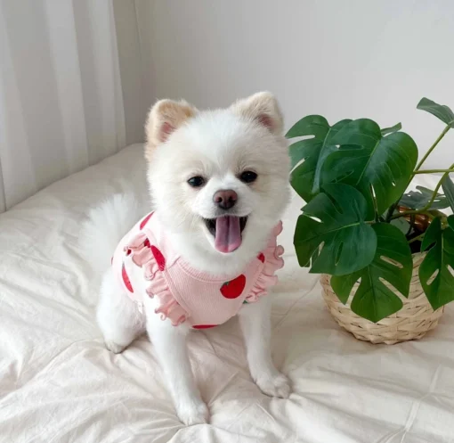 Lightweight Summer Dog Vest Shirt – Cute Cotton T-Shirt for Small Dogs & Cats (Chihuahua, Yorkie, French Bulldog) - Image 10