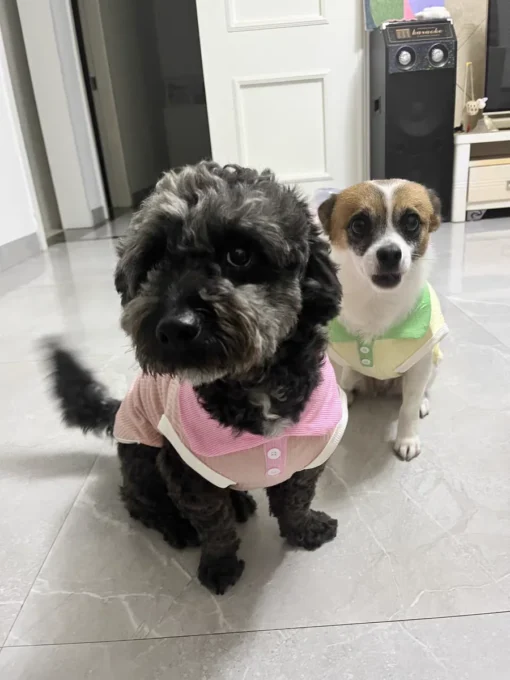 Summer Dog T-shirt Breathable Thin Lapel Dog Vest for Small Medium Dogs Cats Casual Pet Clothes Chihuahua Bichon Teddy Costume - Image 36