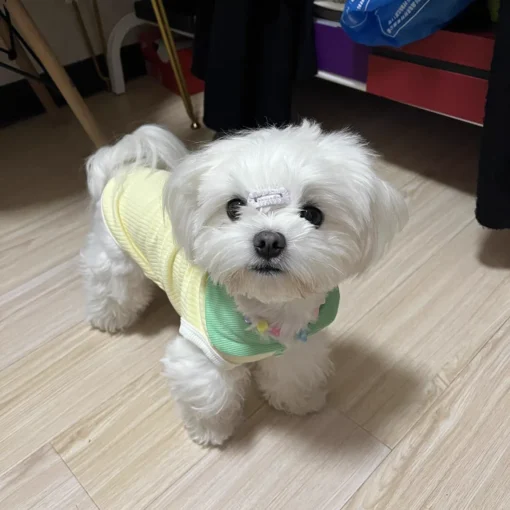 Summer Dog T-shirt Breathable Thin Lapel Dog Vest for Small Medium Dogs Cats Casual Pet Clothes Chihuahua Bichon Teddy Costume - Image 30