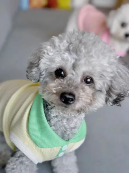 Summer Dog T-shirt Breathable Thin Lapel Dog Vest for Small Medium Dogs Cats Casual Pet Clothes Chihuahua Bichon Teddy Costume - Image 34