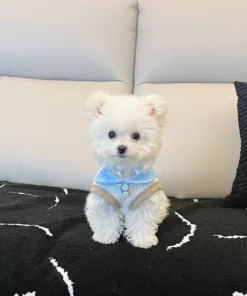 Sc4e866659d8f4753900908d9195ae5284