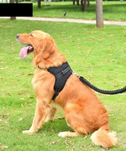 Sde6bcbe440e94adca6de0ca38f8f7a40O 1