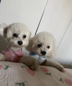 Sf2c4c16cd8f046ac9283268a5b7cbd3b0