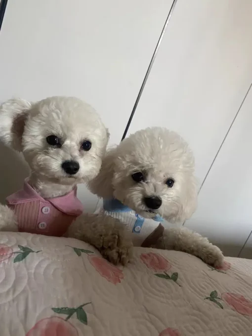 Summer Dog T-shirt Breathable Thin Lapel Dog Vest for Small Medium Dogs Cats Casual Pet Clothes Chihuahua Bichon Teddy Costume - Image 35