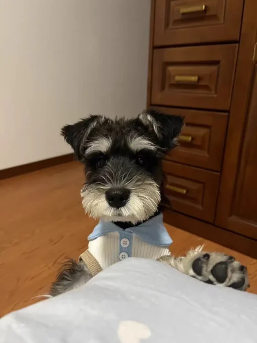 Summer Dog T-shirt Breathable Thin Lapel Dog Vest for Small Medium Dogs Cats Casual Pet Clothes Chihuahua Bichon Teddy Costume - Image 26